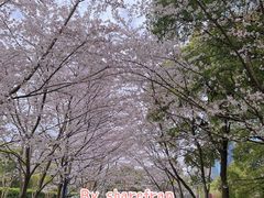 -陆家嘴中心绿地