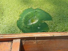 -渌洋湖湿地公园