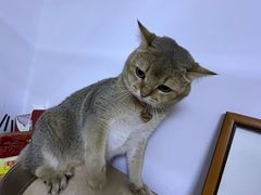 -宠福鑫康馨动物医院·骨科·眼科