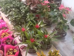 -长宁东道花卉宠物市场