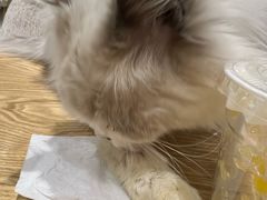 -藏猫猫咖啡主题馆(中央大道店)