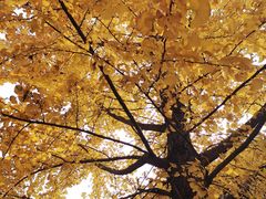 -南岳衡山风景名胜区-南岳大庙