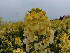 -三圣花乡旅游区