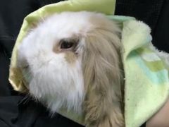 -菲尔斯特宠物医院