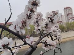 -桃花堤公园