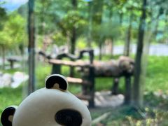 -卧龙中华大熊猫苑神树坪基地