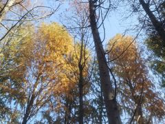 -上海海湾国家森林公园