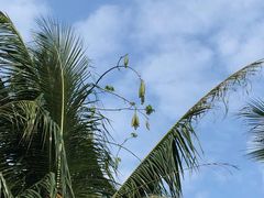 -三亚湾海居铂尔曼度假酒店