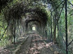 -合肥滨湖国家森林公园