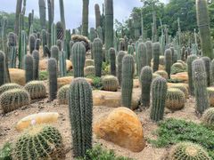 -深圳仙湖植物园