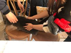 -海边的猫和咖啡馆