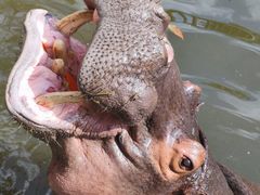 -海南热带野生动植物园