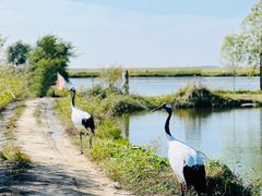-黑龙江扎龙生态旅游区
