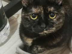 -北京观赏动物医院·24小时大型综合·猫专科·异宠专科
