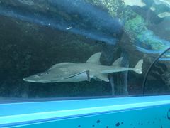 -悉尼海洋生物水族馆