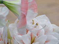 -石家庄市植物园