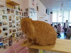 -喵匠猫主题咖啡(凯德和平广场店)