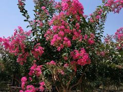 -武汉紫薇都市田园