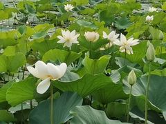 -莲花池公园