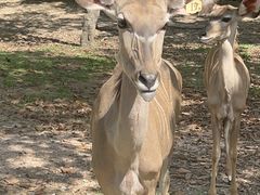 -清迈夜间动物园