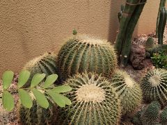 -正佳雨林生态植物园