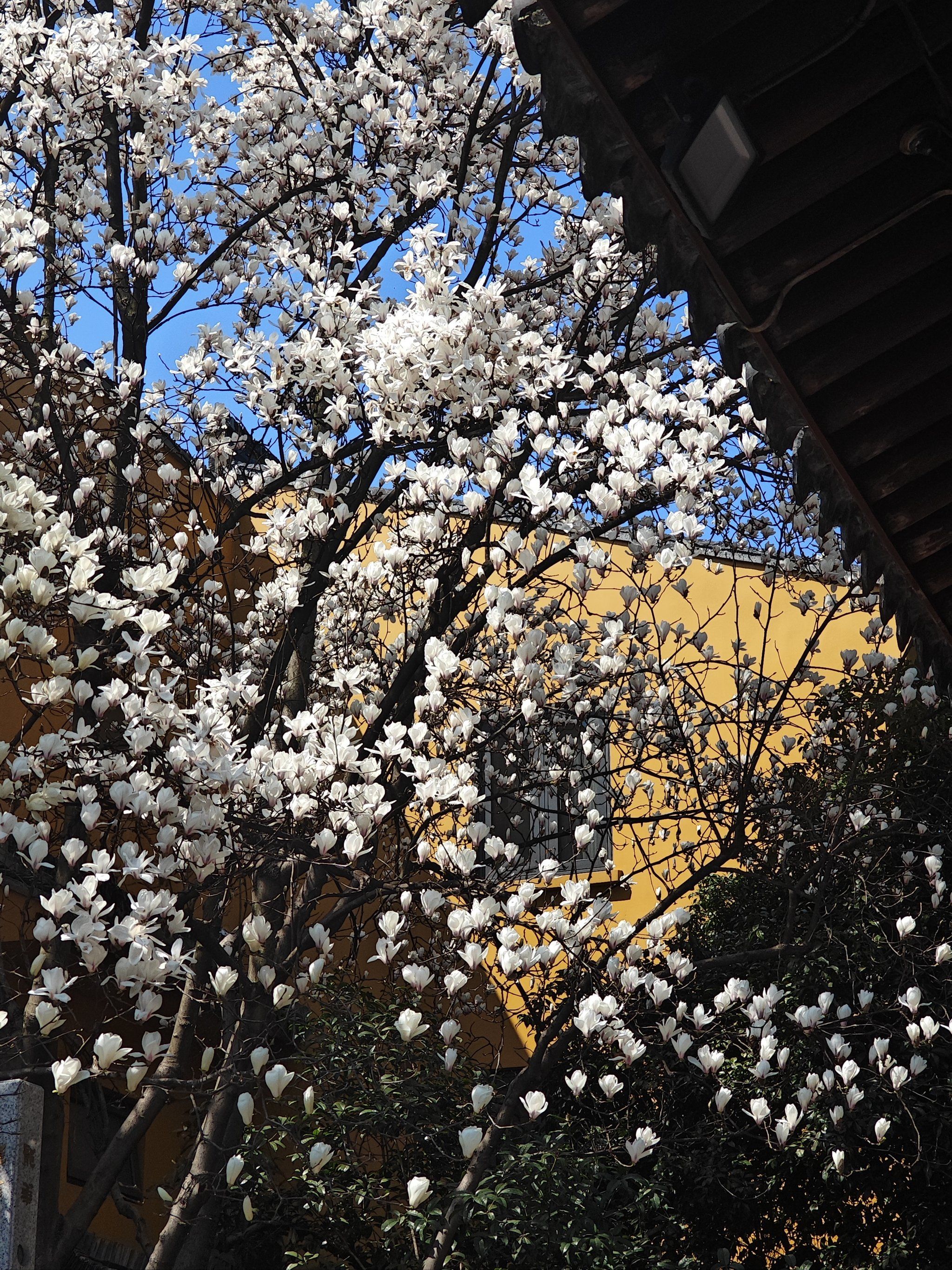一年一度别错过,这所古寺里的玉兰开正灿