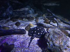-暹罗海洋世界