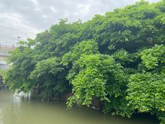 -大湾区中央湿地公园