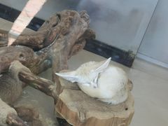 -大连森林动物园