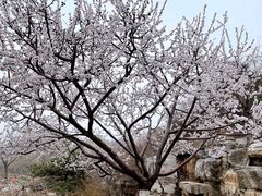 -北京西山国家森林公园