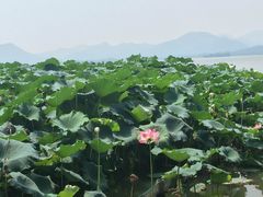 -湖畔居茶楼(湖滨店)