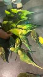 -酷嗒动物文化乐园(cutezoo西溪乐天城店)