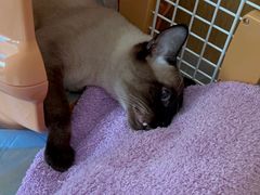 -美联众合动物医院·24h京西诊疗中心