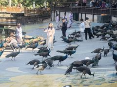 -西双版纳原始森林公园
