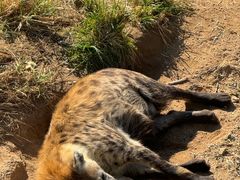 -西霞口神雕山野生动物世界