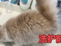 -喜猫·猫舍·洗护寄养