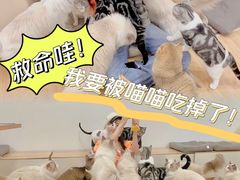 -有喵·猫咖·狗咖·30几只猫10只小狗(岗厦店)