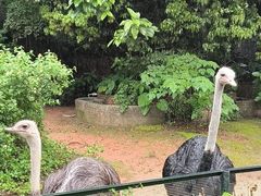 -深圳野生动物园