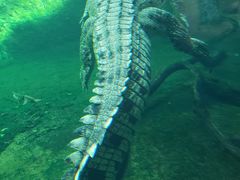-悉尼海洋生物水族馆
