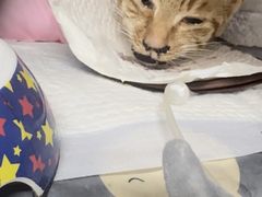 -御宝贝·A梦猫科宠物医院(国际猫友好医院)