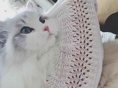 -安安宠医宠物医院·异宠·犬猫内科(岳阳分院)