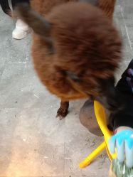 -神奇动物撸宠馆·羊驼·小浣熊·异宠(豫园店)