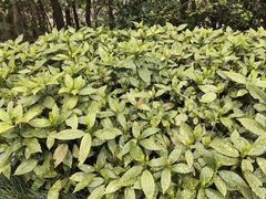 -昆山城市生态森林公园