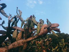 -深圳仙湖植物园