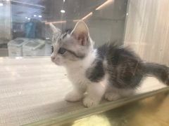 -飞行喵MR PILOT|猫舍·猫咖(静安大融城店)