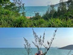 -广东惠东海龟国家级自然保护区