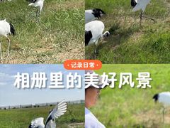 -盐城丹顶鹤湿地生态旅游区