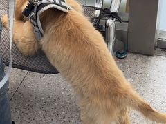 -四月宠物医院·猫专科·心脏专科·内科(转塘店)