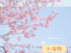 -顾村公园