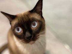 -猫儿山۰猫主题餐厅